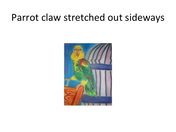A sketch of her parrot, with its claw held out sideways.