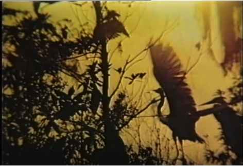 A control — birds in black silhouette.